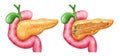 Realistic Pancreas Icon Set