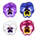Realistic pansy flower set with different colors, for spring