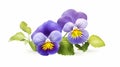 Realistic Pansy Photo: Detailed Purple Flowers On White Background