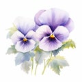 Realistic Pansy Watercolor Painting With White Beauty Flowers