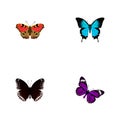 Realistic Papilio Ulysses, Spicebush, American Painted Lady And Other Vector Elements. Set Of Butterfly Realistic