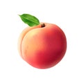 Realistic Peach Illustration