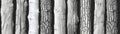 Realistic pencil drawing of various tree barks Royalty Free Stock Photo
