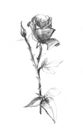 Realistic pencil drawn rose flowers background. Hand pencil drawing on paper.