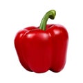 Realistic pepper. Vegetable, healthy food. Vector