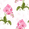 Realistic phalaenopsis moth orchid floral pattern