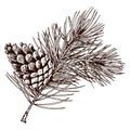 Realistic pine branch with cone. Royalty Free Stock Photo