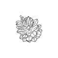 Realistic pine cone in black isolated on white background. Hand drawn vector sketch illustration in doodle outline vintage Royalty Free Stock Photo