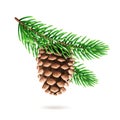 Realistic pine cone at fir tree branch Royalty Free Stock Photo