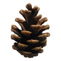 Realistic pine cone isolated on white background.