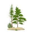 Realistic Pine Forest Elements