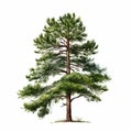 Realistic Pine Tree Painting On White Background