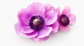 Realistic Pink Anemone Flowers 3d Render - Vivienne Tam Inspired Nature Imagery