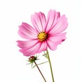 Realistic Pink Cosmos Flower Isolated On White Background Royalty Free Stock Photo