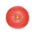 Realistic Pink 3d grapefruit. Top view. Detailed 3d Illustration Royalty Free Stock Photo