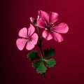 Realistic Pink Geranium Flower Silhouette On Red Background Royalty Free Stock Photo