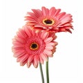 Realistic Pink Gerbera Flowers On White Background