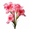 Realistic Pink Gladiolus Flowers On White Background