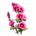 Realistic Pink Hollyhock Flower Clipart On White Background