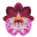 Realistic pink orchid Miltonia isolated high detailed