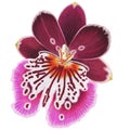 Realistic pink orchid Miltonia isolated high detailed side view