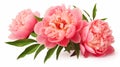 Realistic Pink Peony Photo With Exquisite Detail On White Background