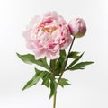 Realistic Pink Peony Photography On White Background
