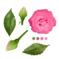 Realistic Pink rose on white background, leaves, bud and an open flower, elements for your design Royalty Free Stock Photo