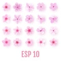 Realistic pink sakura petals icon set. Cherry flowers Royalty Free Stock Photo