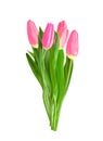 Realistic Pink Tulips Flower Bouquet Isolated on Transparent Background. Vector Illustration Royalty Free Stock Photo