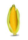 Realistic, plain corn illustration, front of one vegetable