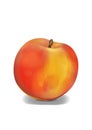 Realistic, Plain Peach Illustration, Front Of One Fruit