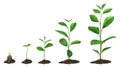 Realistic plant growth stages. Young seed growing in ground, green plants in soil, spring sprout blooming stage Royalty Free Stock Photo