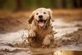 A realistic playful little puppy golden retriever splashing gleefully in a mud puddle Royalty Free Stock Photo