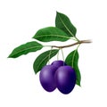 Realistic plum tree branch Royalty Free Stock Photo