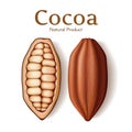 Realistic pod, seed or bean of fresh dried cocoa isolated on white background vector illustration. Chocolate dessert