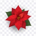 Realistic poinsettia flower isolated vector Royalty Free Stock Photo