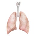 Realistic polygonal lungs