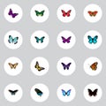 Realistic Polyommatus Icarus, Spicebush, American Painted Lady And Other Vector Elements. Set Of Butterfly Realistic