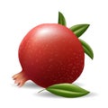 Realistic pomegranate isolated