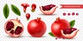 Realistic Pomegranate Set