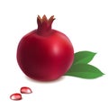 Realistic pomegranate whole and seeds with green leaves vector
