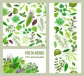 Realistic popular culinary herbs. Labels set. Shop sign. Stripes and cards Royalty Free Stock Photo