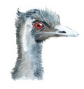 Realistic portrait of african ostrich