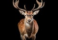 Realistic portrait of a deer isolated on dark background. AI generated Royalty Free Stock Photo