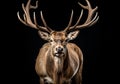 Realistic portrait of a deer isolated on dark background. AI generated Royalty Free Stock Photo