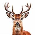 Realistic Portrait Of A Deer With Long Horns On White Background Royalty Free Stock Photo