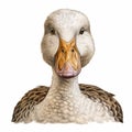 Realistic Portrait Of A Duck With Long Lips On White Background Royalty Free Stock Photo