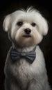 Realistic Portrait Illustration Art Showcasing Cute Maltese wearing bow tie (Generative AI)