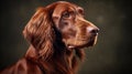 Realistic portrait of irish setter dog. AI generated